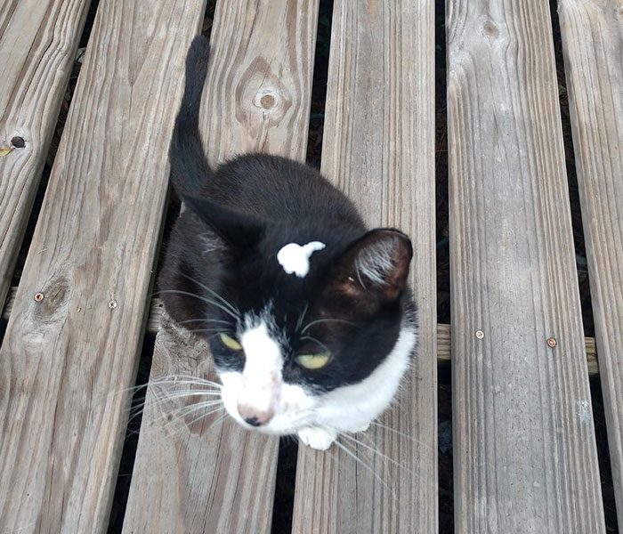 The Birds Had Their Revenge