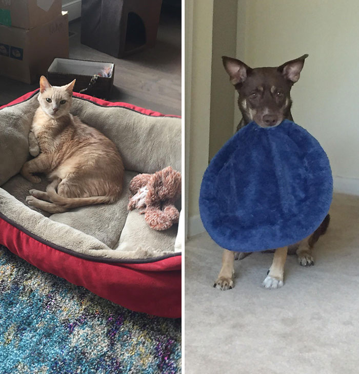 Revenge Is Blue And Fuzzy