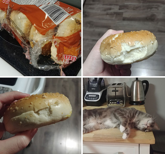 The Cat Was Mad We Weren't Home To Feed Her Dinner, And Got Back At Us By Ripping Apart A Pack Of Bagels And Taking A Tiny Bite Out Of Each One