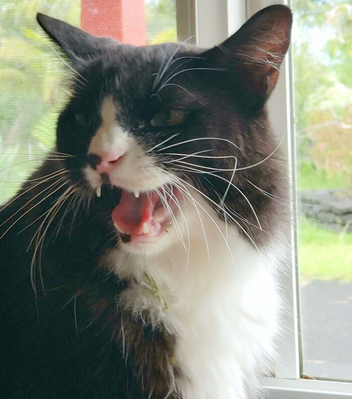 Pickles Throws A Temper Tantrum Anytime We Don't Let Him Outside