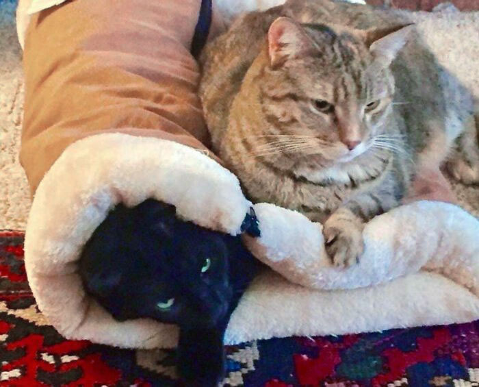 Someone Was Mad That She Couldn't Fit In The Kitty Tent