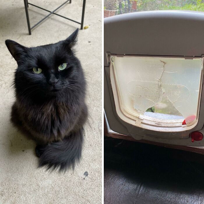 I Didn't Let My Cat Go Outside For A Day So He Just Broke The Cat Door. I Found Him In The Garden Looking Very Smug