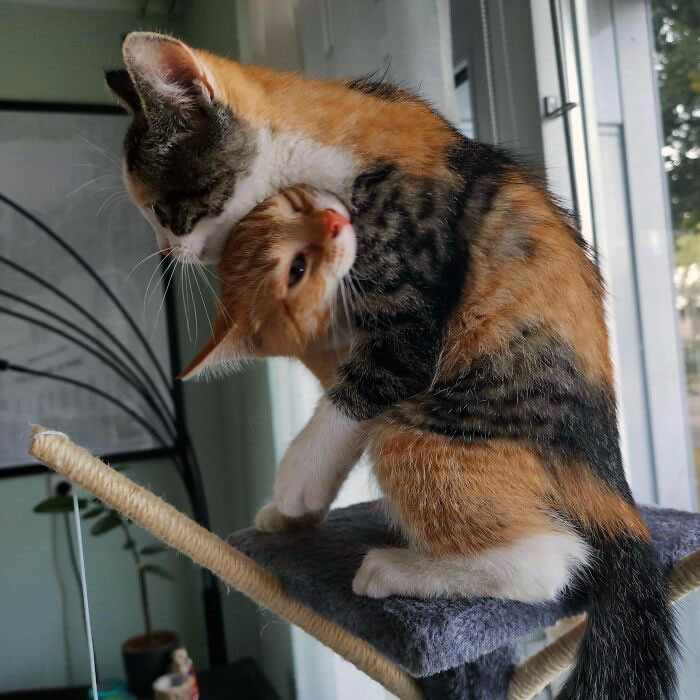 Alexios Trying To Eat His Sister, Who Is So Done With His Nonsense 