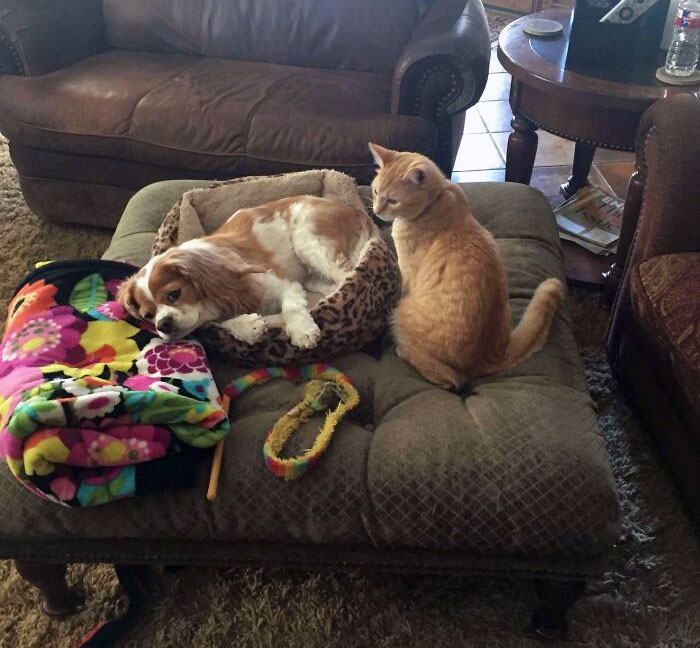 Maggie Saw Her Moment For Revenge And Stole The Cat's Bed