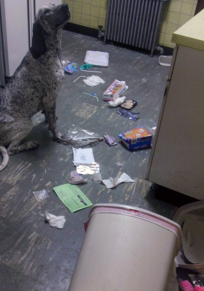 My Dog's Revenge For Us Leaving The House For An Hour