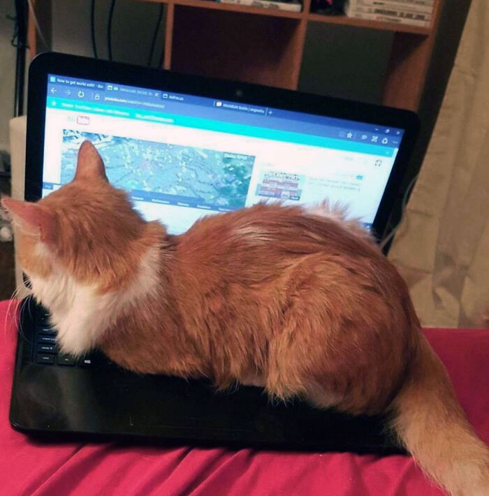 He Will Continue To Do This Until Someone Pets Him. You Put Him In The Hallway And Then He Cries