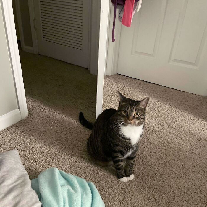 Today, Jerry Learned That If He Unplugs The Box Fan From The Wall At Night, The Humans Wake Up. Here He Is, Proud Of Himself, At 6:35 Am On My Day Off