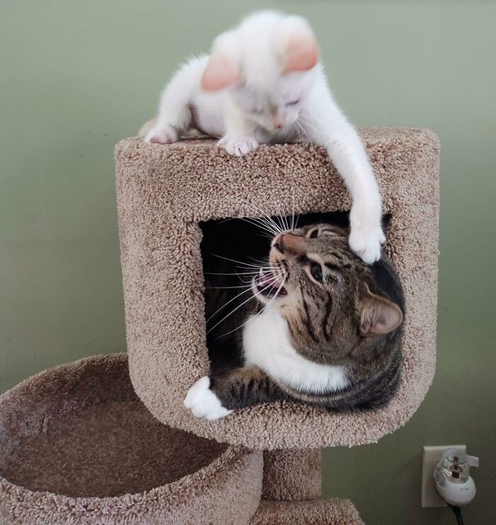 When The Big Cat Dewey Was A Kitten, He Used To Bother All The Cats, Payback Served Well 