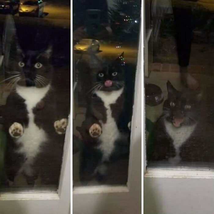 This Is Whisper. Whisper Frequently Sneaks Outside, Then Gets Angry When We Don't Immediately Notice Her Absence, She Licks The Windows And Screams