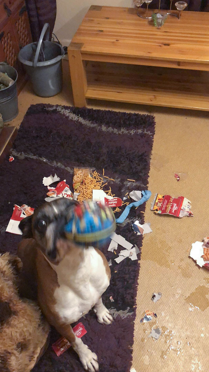 I Left Her Alone For An Hour, So She Got Payback