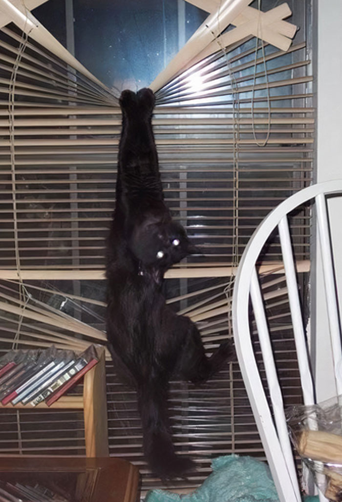 Payback For Buying Cheap Cat Food