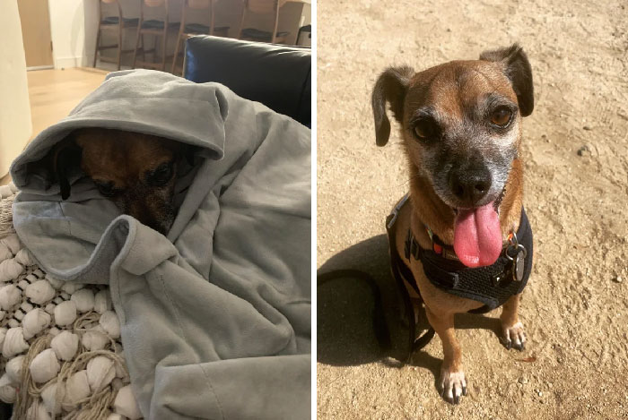 Carson pasó dos años en el refugio. Era demasiado tímido/nervioso para todos. Peor para ellos. Nunca sabrán lo que se perdieron