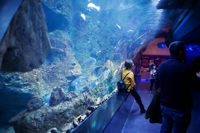 People Taking Pictures In Aquarium 