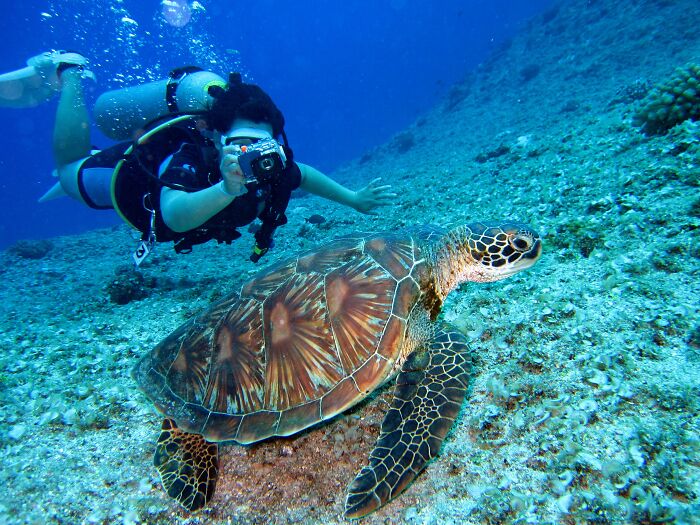 Woman Scuba Diving And Taking Pictures Of Turtles 
