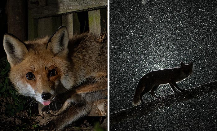 26 Photos Of Roxy The Fox, Whose Life I Observed For 8 Months