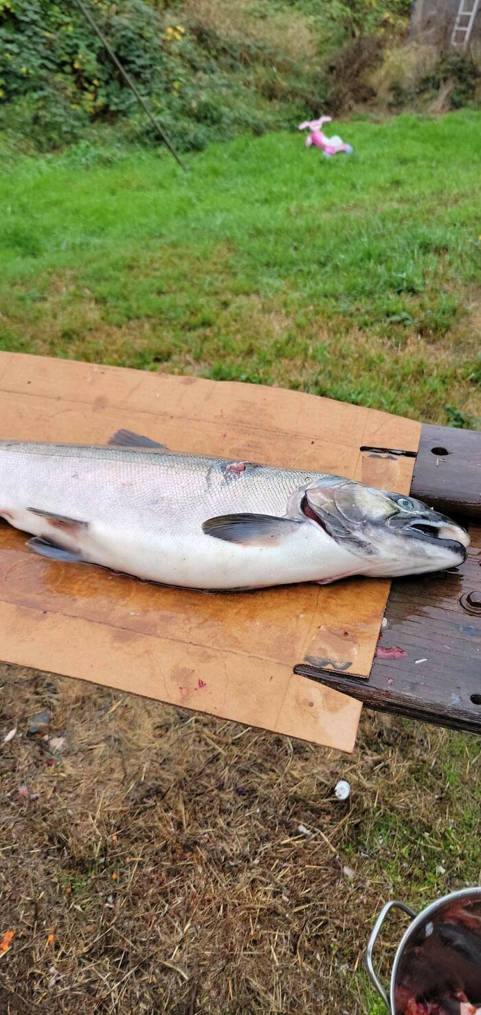 My Partner Spearfish Salmon And I Filet It. Its A Cultural Heritage Thing