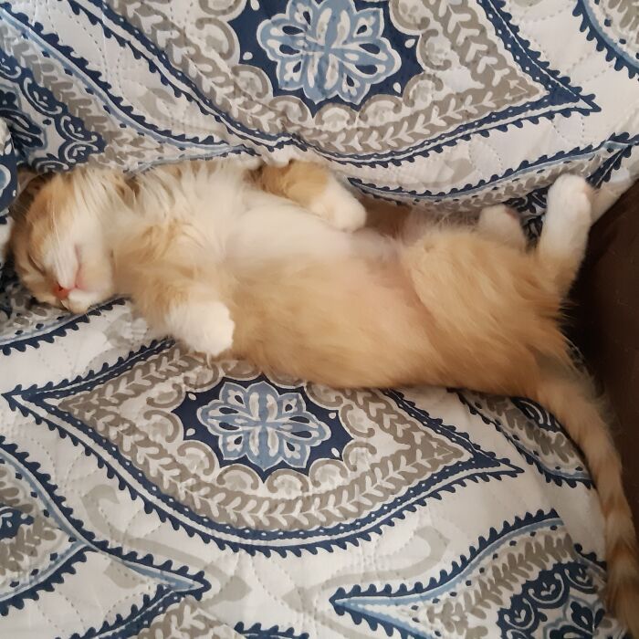 Why I Never Get To Sit On My Chair