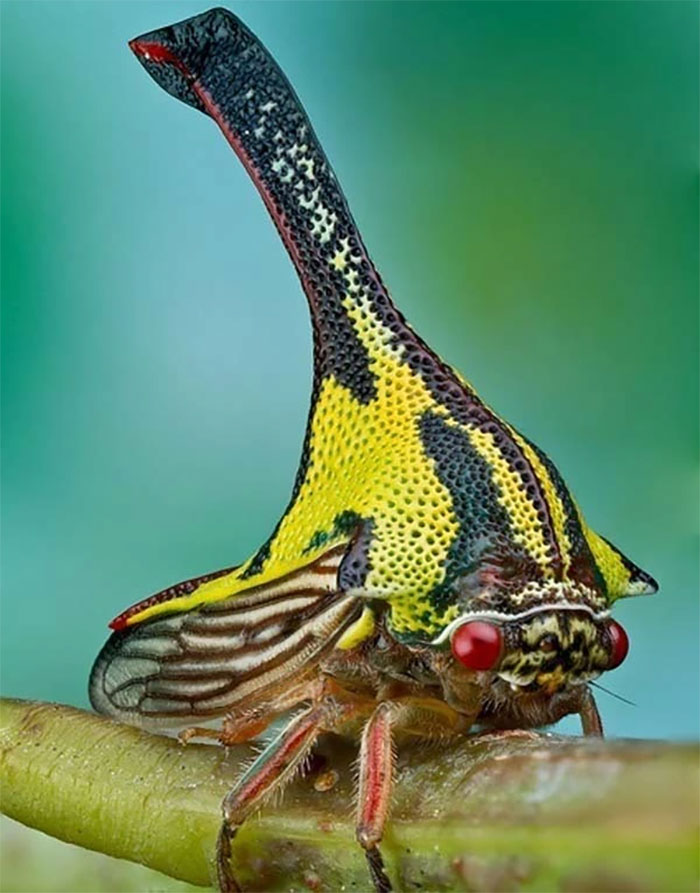 Umbonia Spinosa