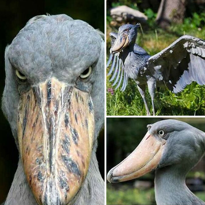 Shoebill Bird: The Shoebill Also Known As Whalehead Or Shoe-Billed Stork, Is A Very Large Stork-Like Bird