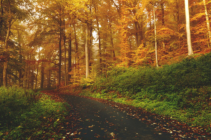 Forest path with autumn leaves, perfect for enjoying "me time" alone amidst nature's tranquility.