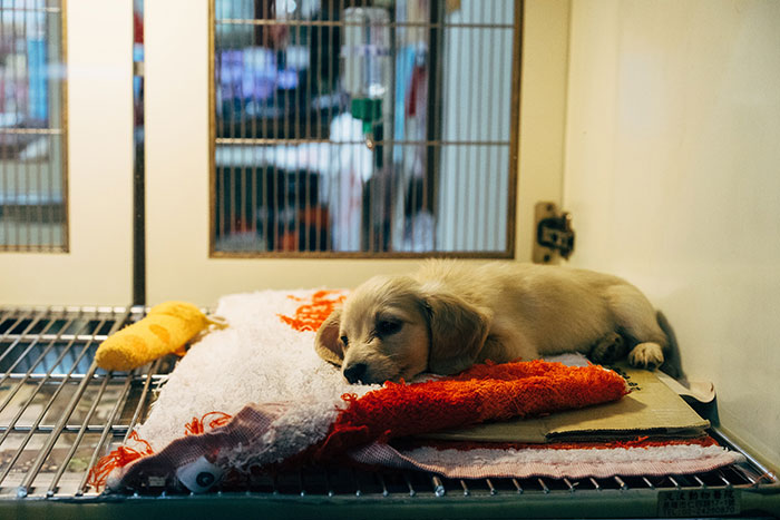 Puppy resting on blankets in an animal shelter, enjoying some "me time."