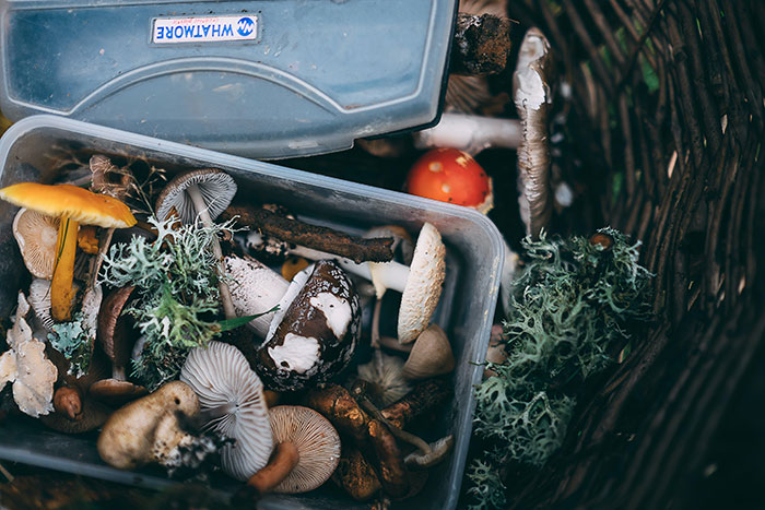 Mushrooms in a container, a perfect activity for enjoying "me time" outdoors.