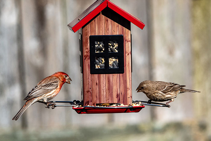 Birds enjoying time by themselves near a bird feeder, perfect for your "me time" inspiration.