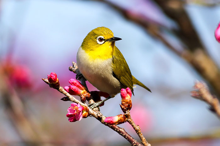 Yellow bird perched on a blooming branch, ideal for enjoying "me time" and solitude in nature.