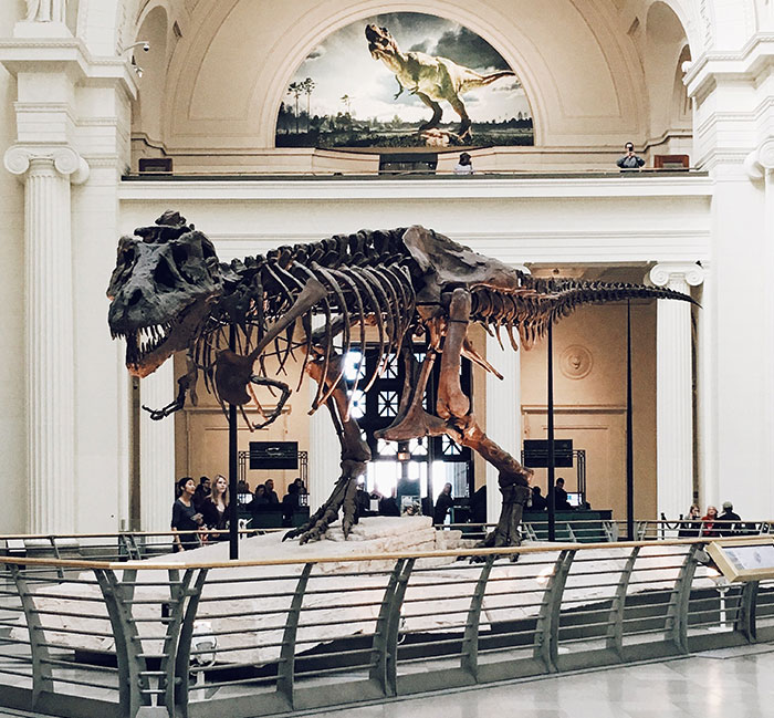 Dinosaur bones exhibit in a museum, ideal solo activity for "me time."