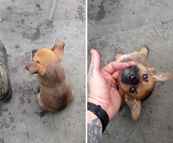 Uaarmy-Animals-Instagram