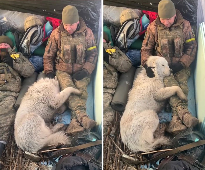 Uaarmy-Animals-Instagram