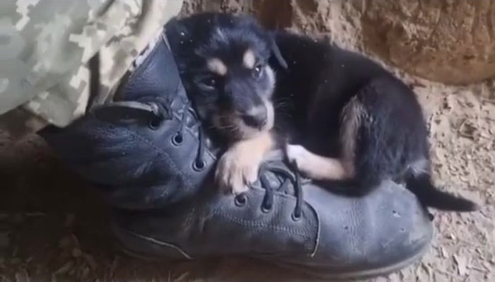 Uaarmy-Animals-Instagram