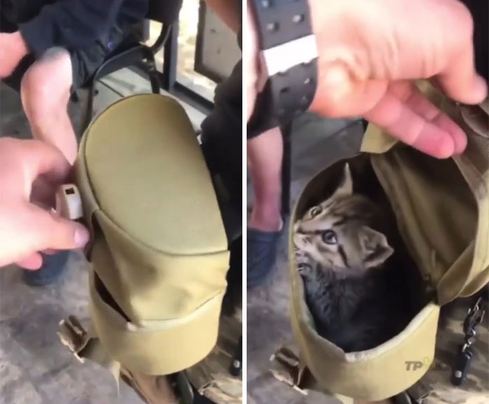 Uaarmy-Animals-Instagram