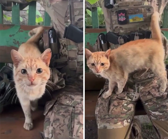 Uaarmy-Animals-Instagram