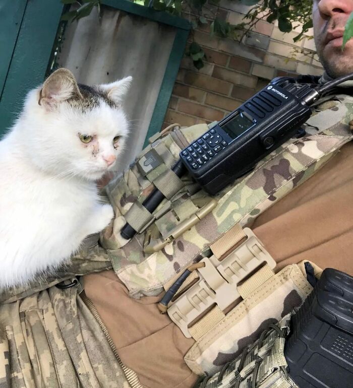 Uaarmy-Animals-Instagram