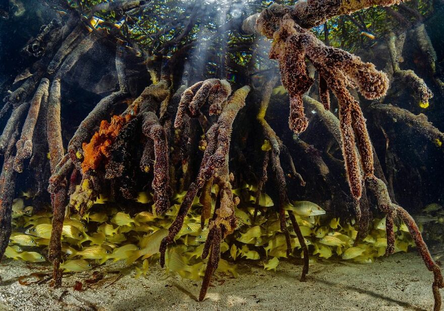 French Grunts - Lorenzo Mittiga, Netherlands Antilles