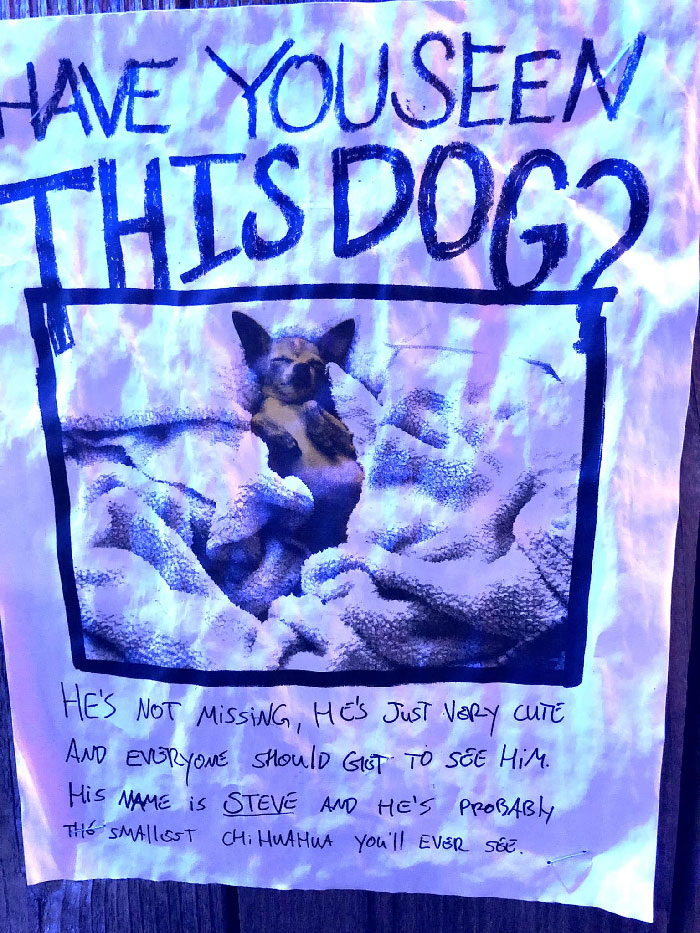 Useless But Very Popular With Me. I Love Steve