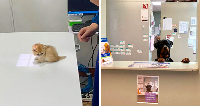 40 Veterinarios comparten sus momentos más divertidos y edificantes en el trabajo (nuevas fotos)