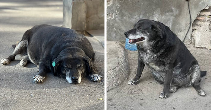 This Dog Is A Local Landmark In Tbilisi, Georgia With A Personal Google Maps Mark And Positive Reviews