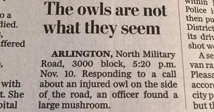 50 Fun Headlines From Local News That Are Unhinged And Bizarre