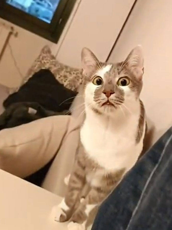 Este gatito cree que el humano se ha roto