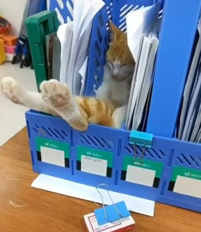 ¿Los gatos se archivan por categoría?