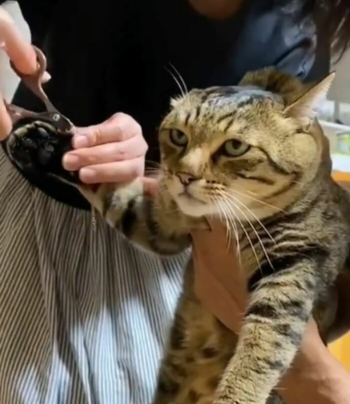 ¡Este gatito planea su venganza!