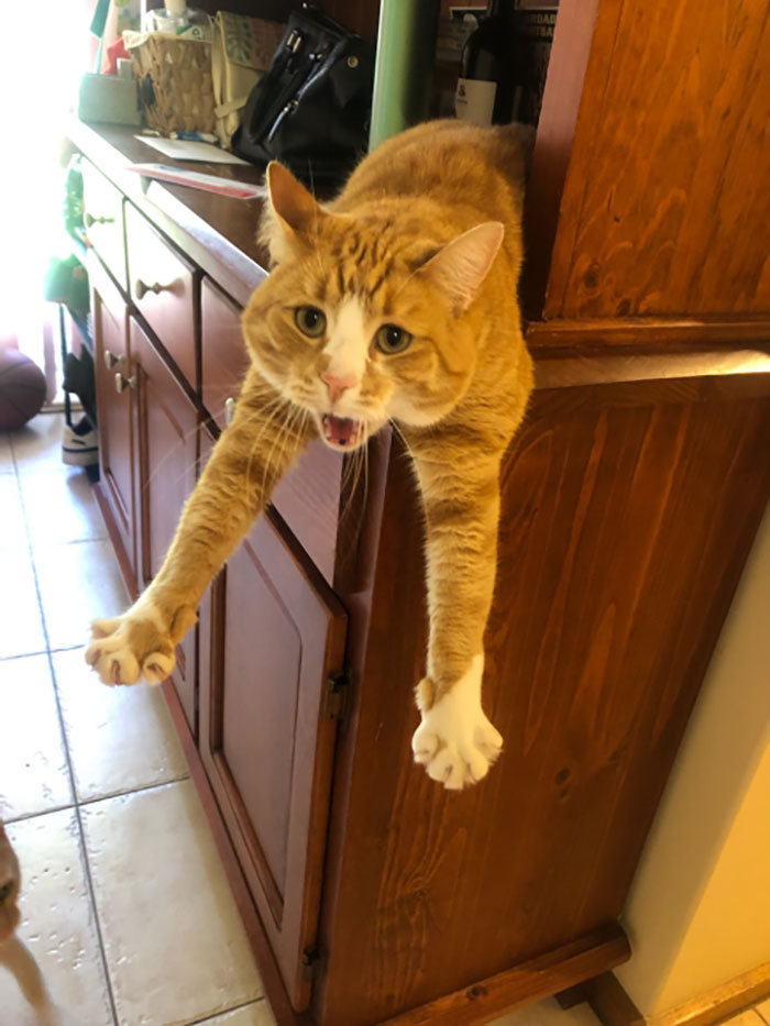Yawn Stretch On The Hutch