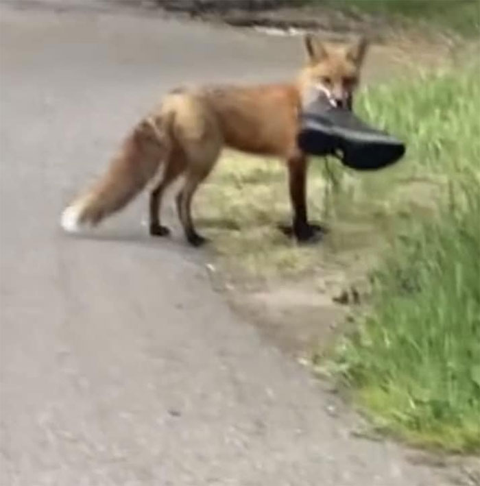 Last Year On A Hot Summer Day I Took My Hiking Boots Off Because My Feet Were Getting All Sweaty While Trying To Photograph Wild Foxes