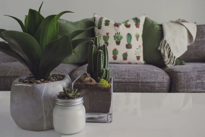 Multiple plants on a table in living room 