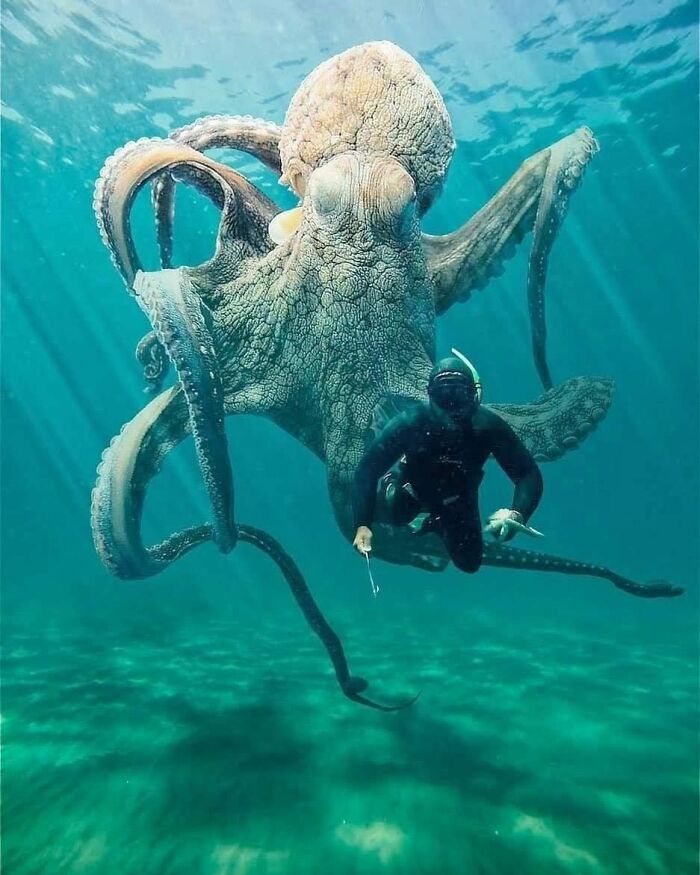 Ginormous Octopus!