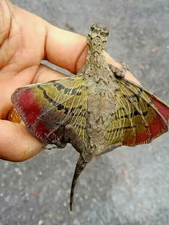 It Was Found In Southeast Asia And Is A Flying Lizard