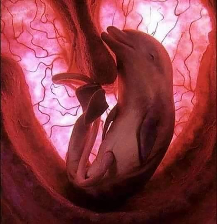 Dolphin Baby In Mother's Womb, How Amazing Is This