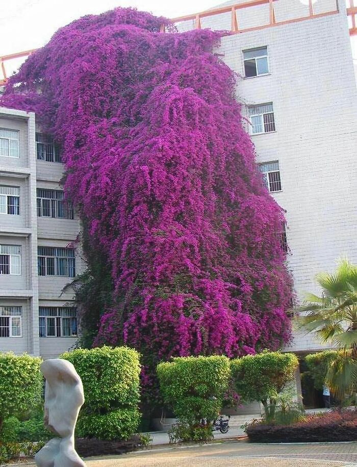 Enormous Bougainvillea Swallowing A Building